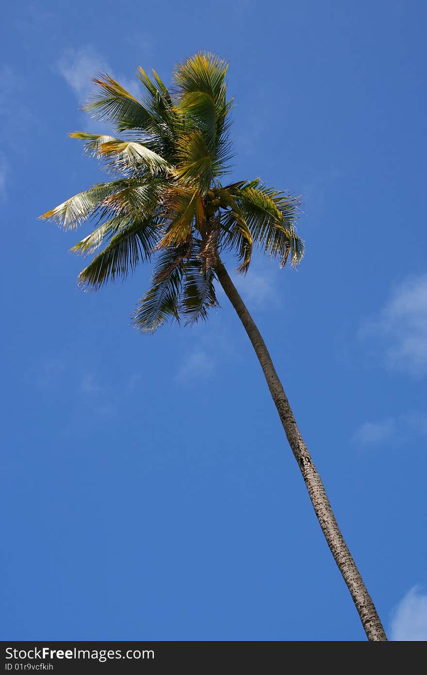 Lonely palm