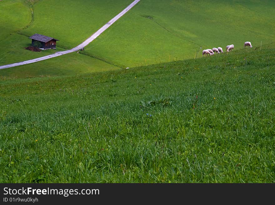 Sheep on meadow in Austrian village. Sheep on meadow in Austrian village