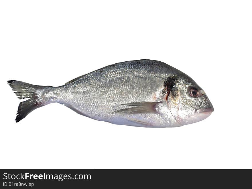 Royal gilthead on white background. Royal gilthead on white background