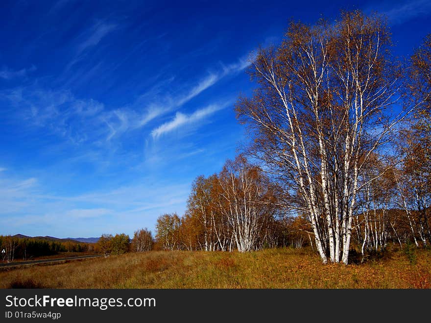 Autumn White Birch