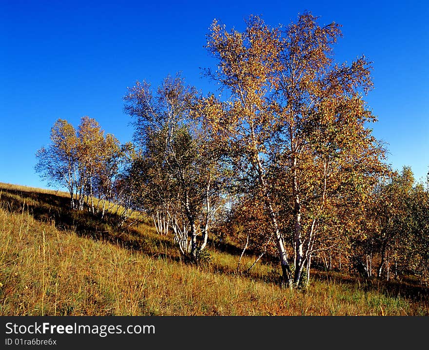 present a beautiful autumn picture.