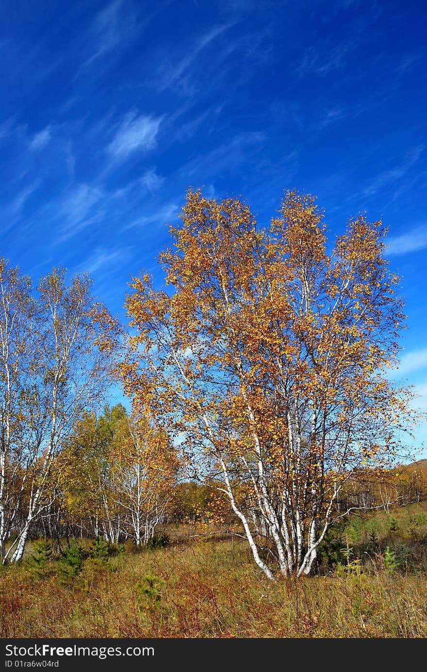 Beautiful Autumn