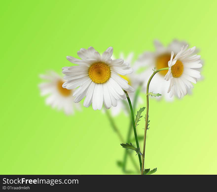 Flowers of camomile on green background