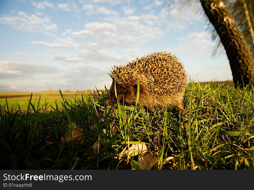 Hedgehog in grass