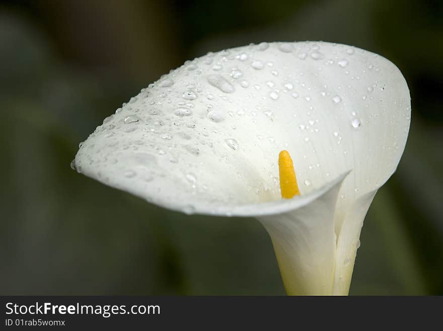 Calla Lily