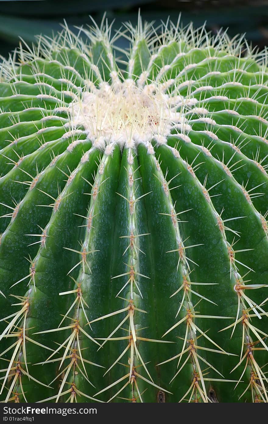 Nearly from the thorny ribs of the cactus. Nearly from the thorny ribs of the cactus.