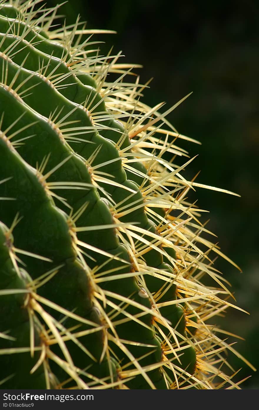 Nearly from the thorny ribs of the cactus. Nearly from the thorny ribs of the cactus.