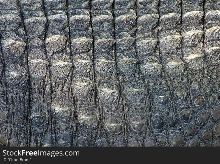 Nearly picture from the leather of the crocodile. Nearly picture from the leather of the crocodile