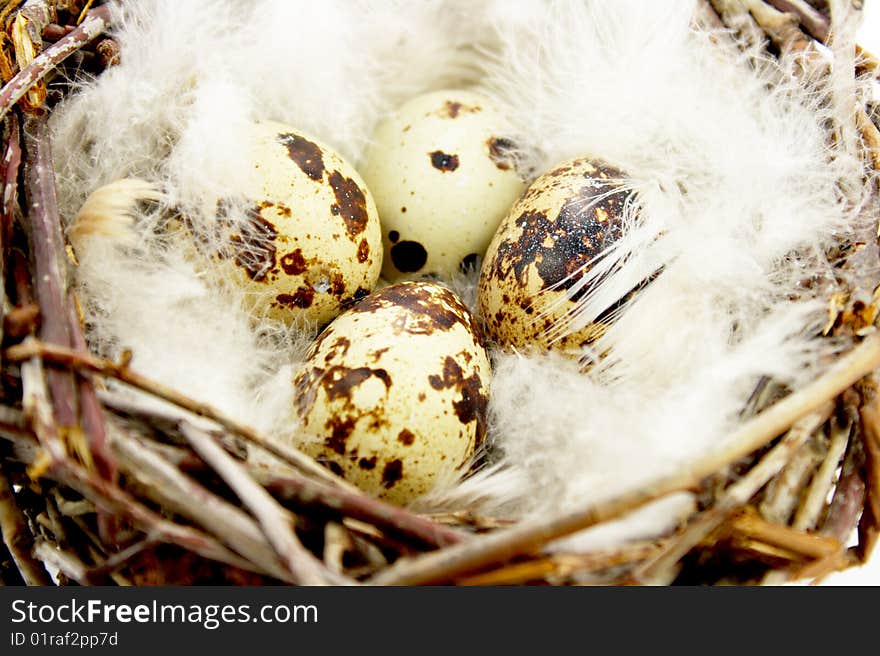 Quail eggs in nest with white feathers