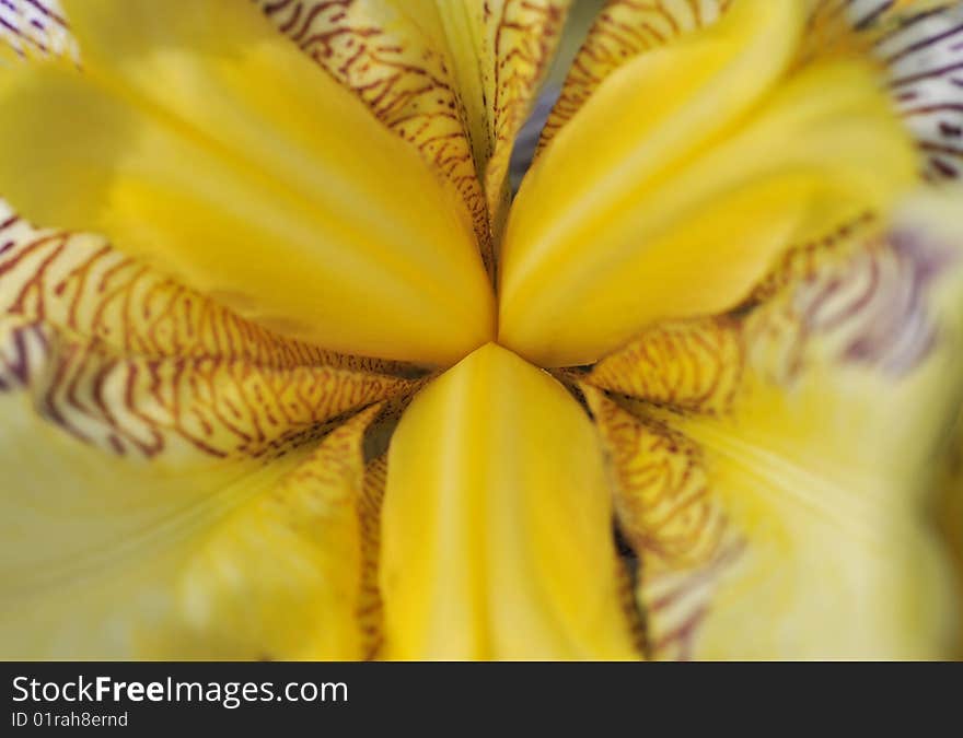 Close up of yellow iris