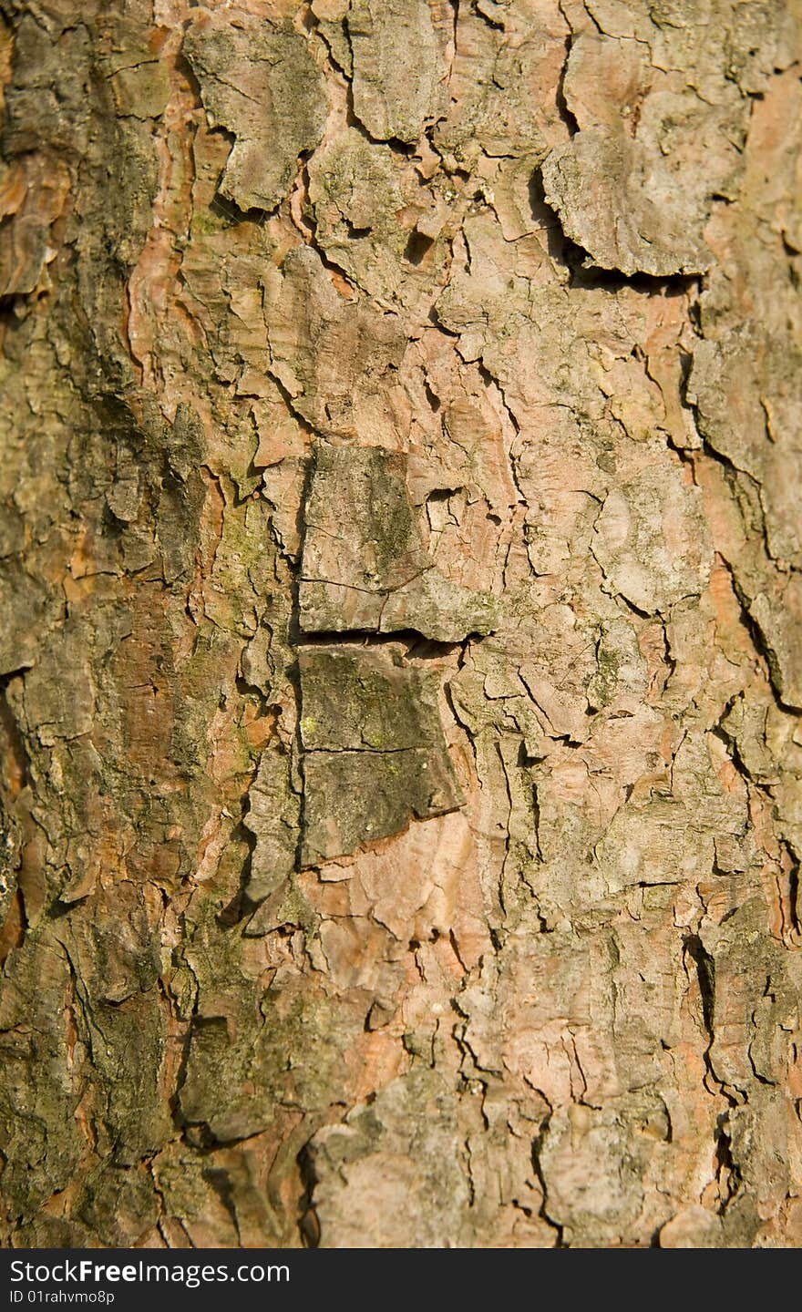 Rough wooden bark macro texture. Rough wooden bark macro texture