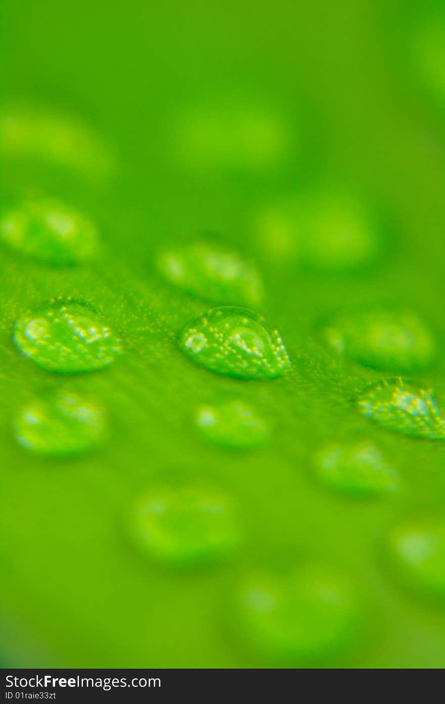 Closeup of green leaf with water drops