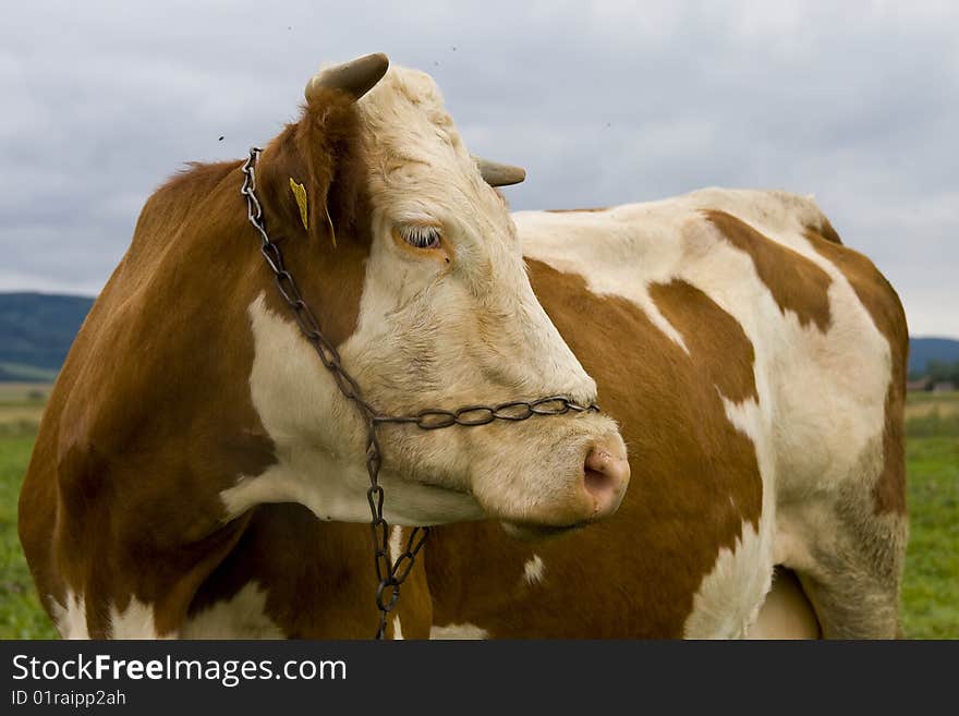 Cow on a pasture