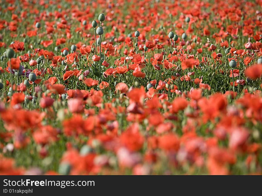 Poppy Bloom