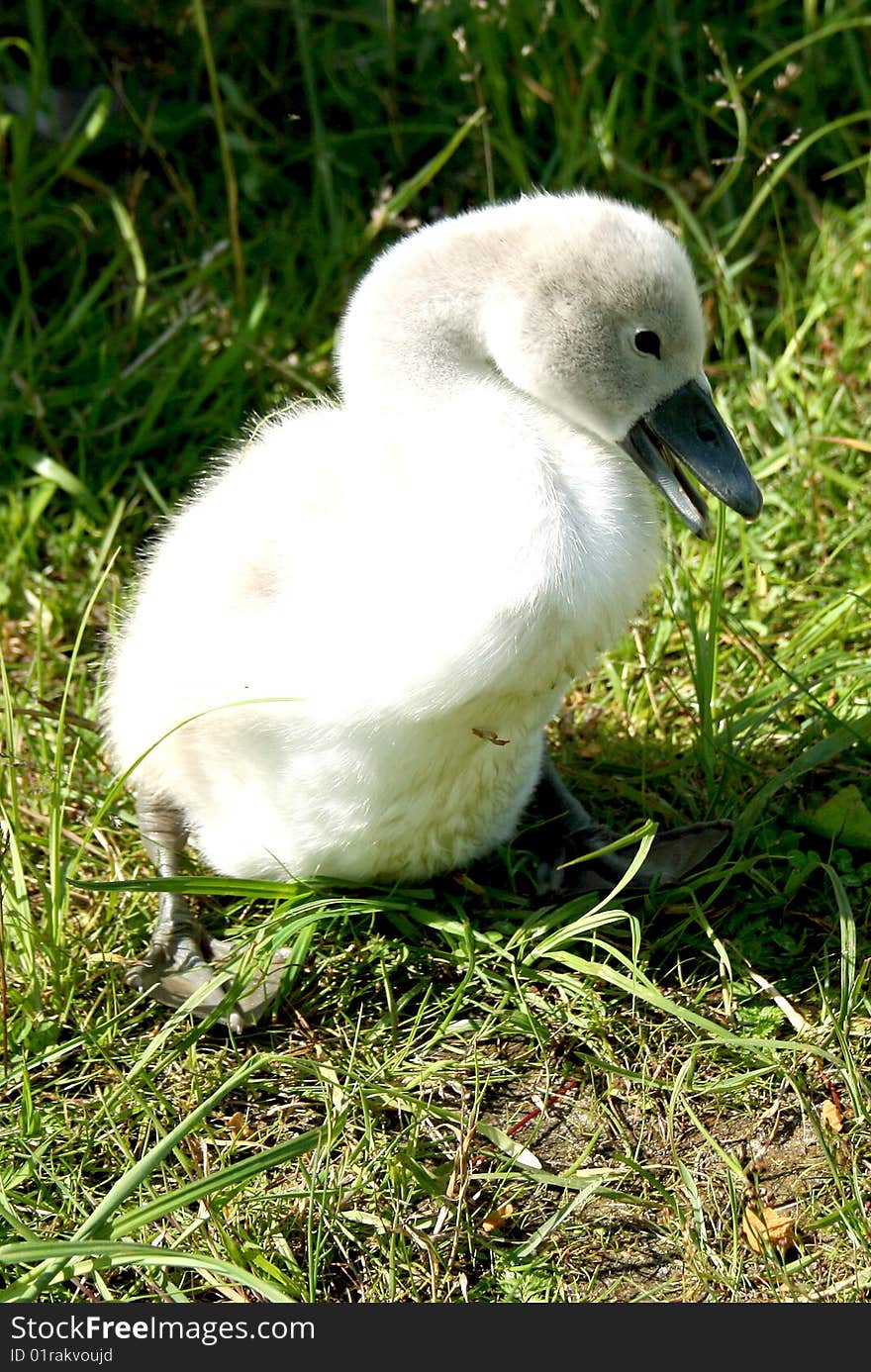 Little swan chick on meadow