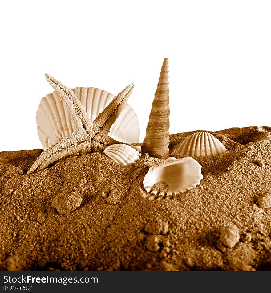 Seashell and seastar on sand