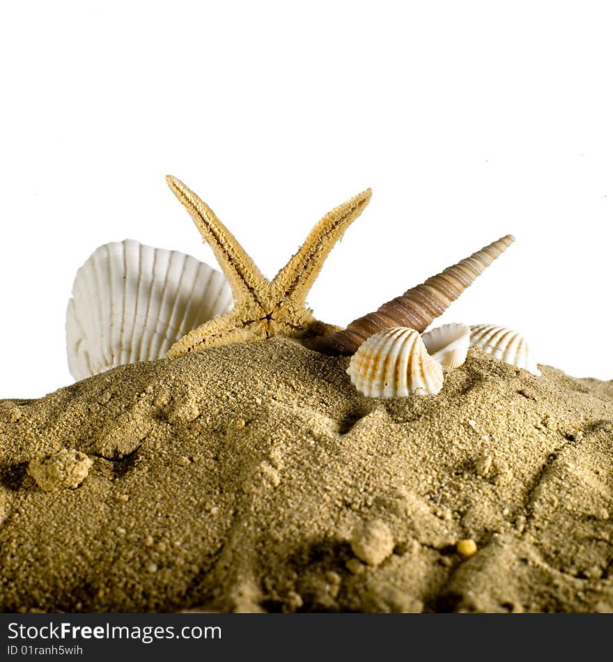 Seashell and seastar on sand