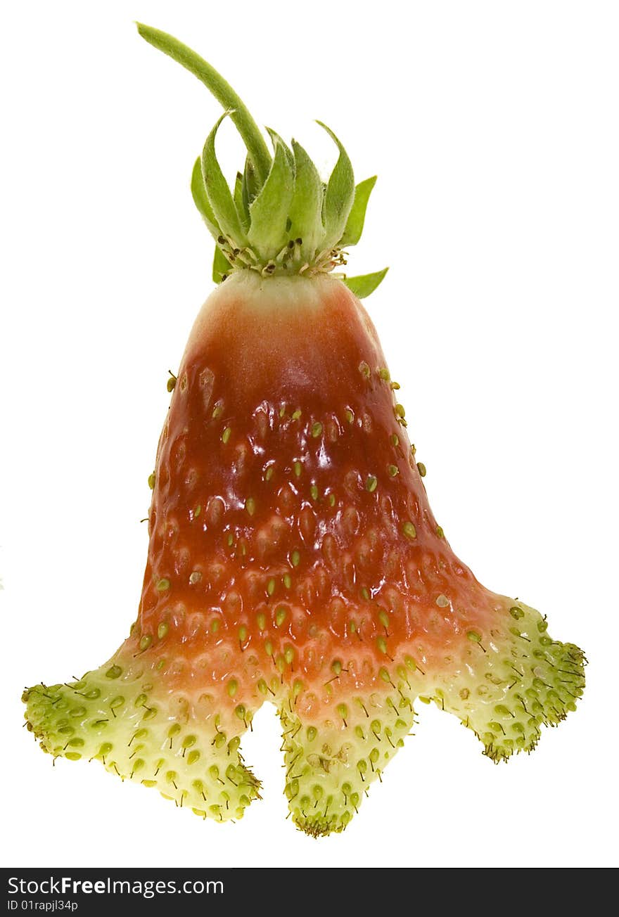 Ripe berry of a strawberry with three tails