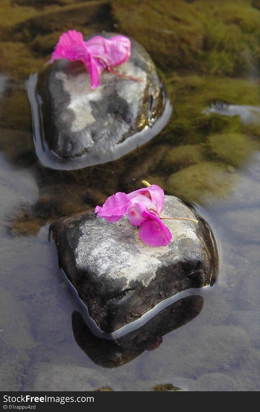 Pink Blossoms lying on pebbles in a beach Symbol for Time passing by