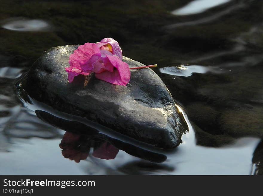 Blossom Lying on a Pebble. Blossom Lying on a Pebble