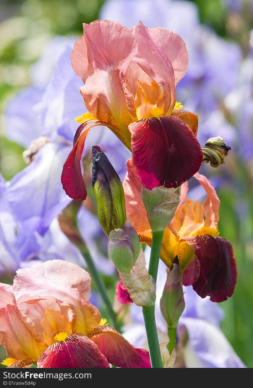 Colorful irises closeup shallow dof. Colorful irises closeup shallow dof