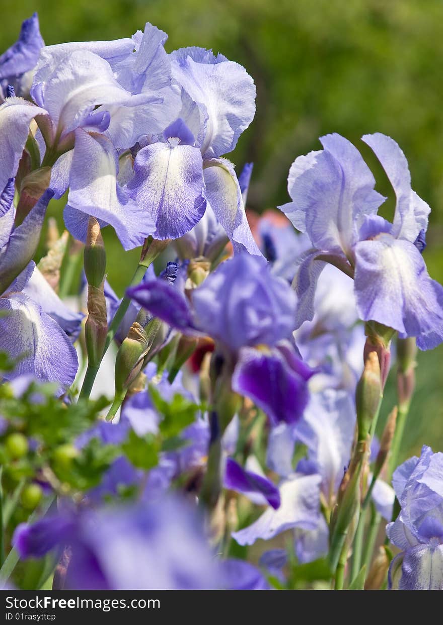 Colorful irises closeup/ shallow dof. Colorful irises closeup/ shallow dof