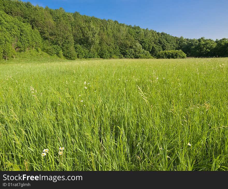 Green grass meadow and blue sky summer landscape. Green grass meadow and blue sky summer landscape