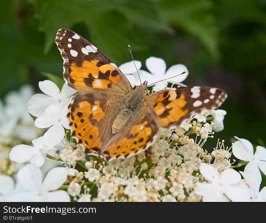 Butterfly on white flower closeup. Butterfly on white flower closeup