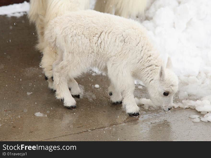 Baby mountain goat in the snow