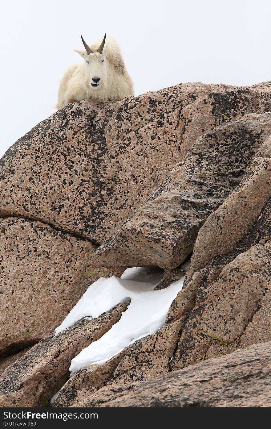 Mountain goat sitting on big rocks