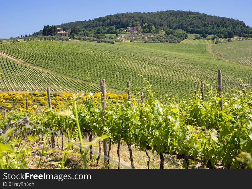 Tuscan vineyards in the Chianti region, Italy. Tuscan vineyards in the Chianti region, Italy.