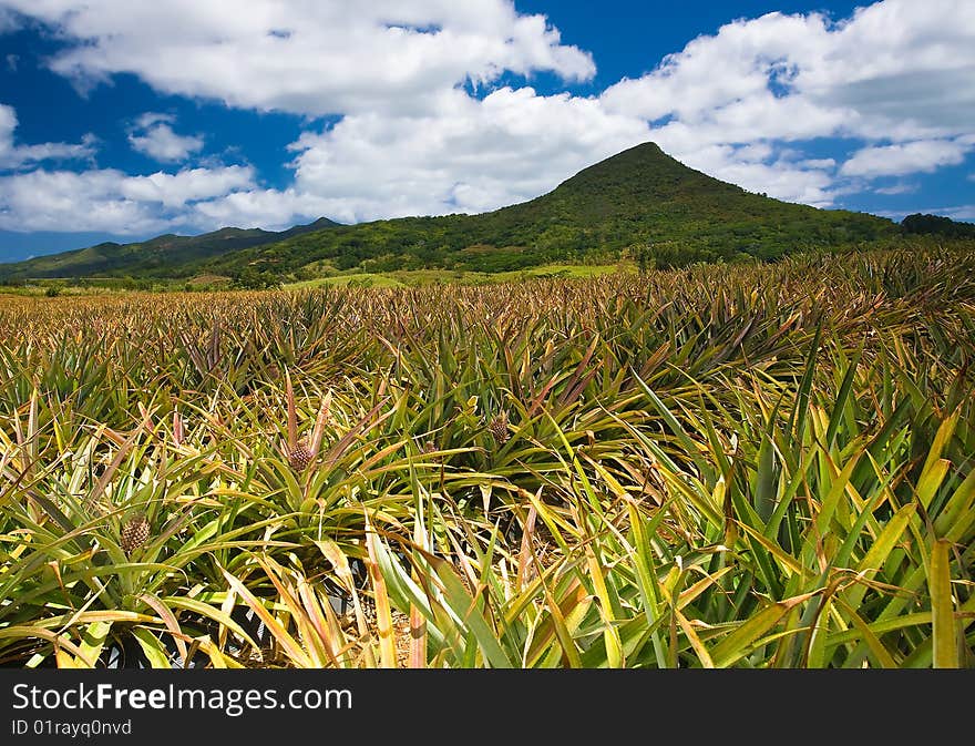 Pinaple Plantation