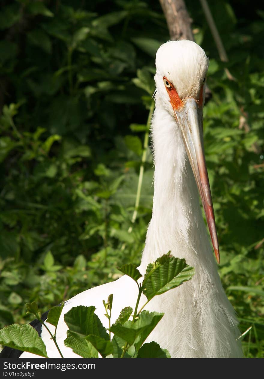 White maguari stork standing and watching