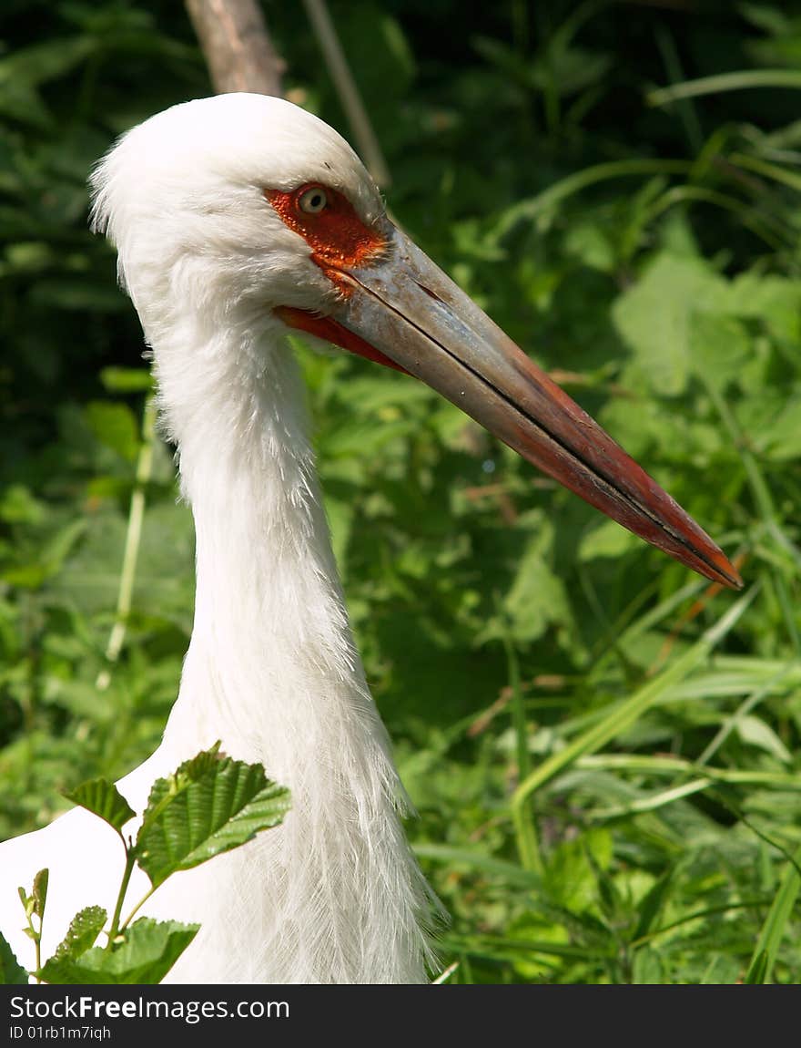 White maguari stork standing and watching