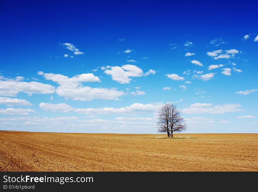 Alone tree in dry field