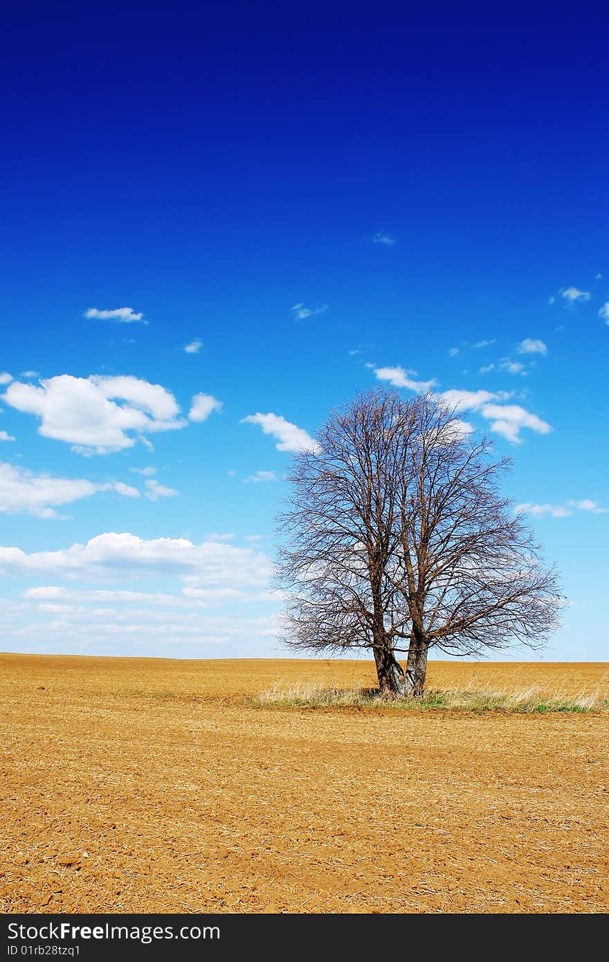 Alone tree on dry land