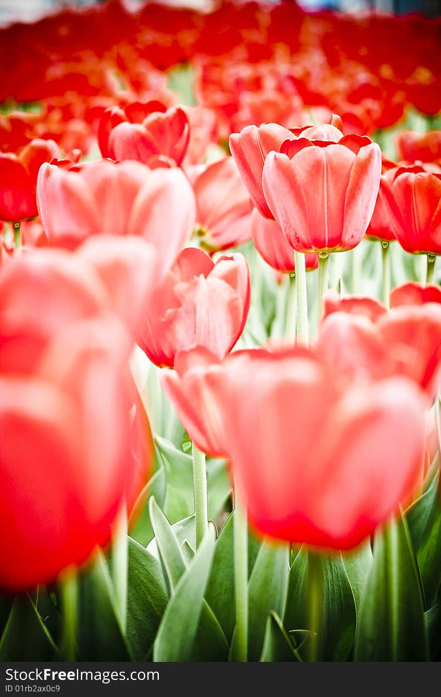 Red tulip flowers in springtime. Red tulip flowers in springtime