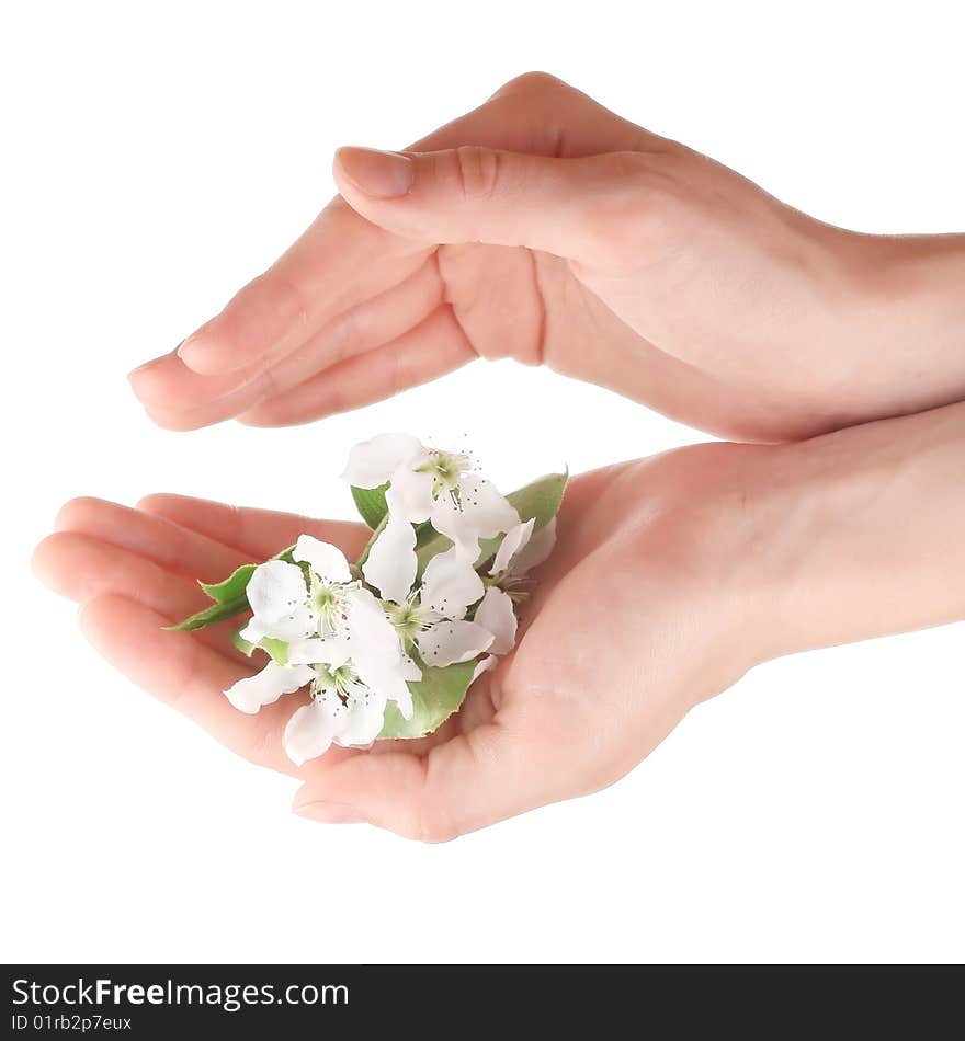 Branch with blossoms in hands