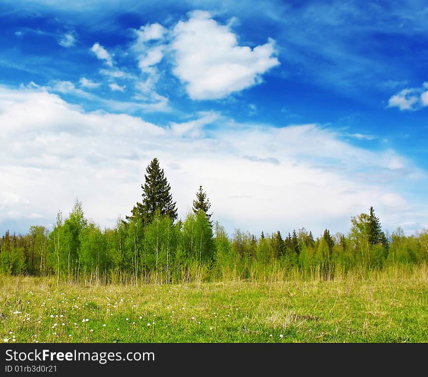 Forest's edge with blue sky