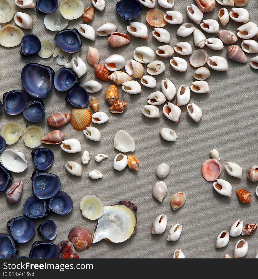 Natural multicolored seashells on a textured lightly grey background. Including rare brightly dark blue copies. Natural multicolored seashells on a textured lightly grey background. Including rare brightly dark blue copies.