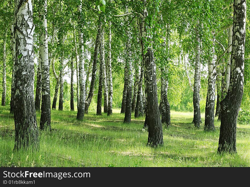 Tall birches with green grass. Tall birches with green grass