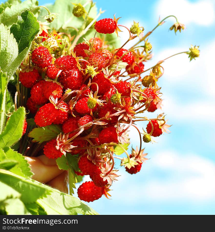 Wild srawberry bouquet over blue sky. Wild srawberry bouquet over blue sky