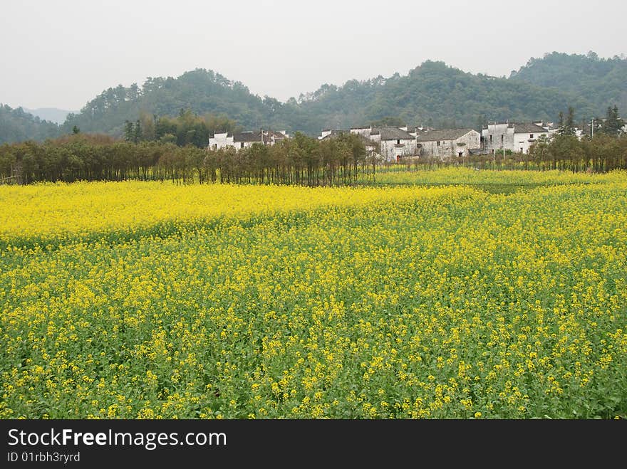 Rape field