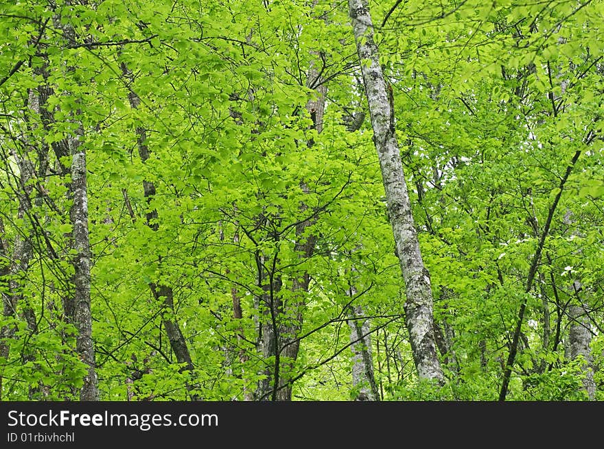 Close up of green forest trees