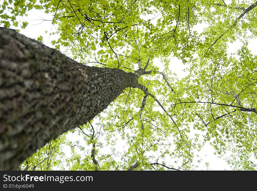 Upward angle of tree with selective focus