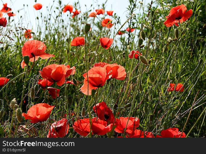 red poppy in green field