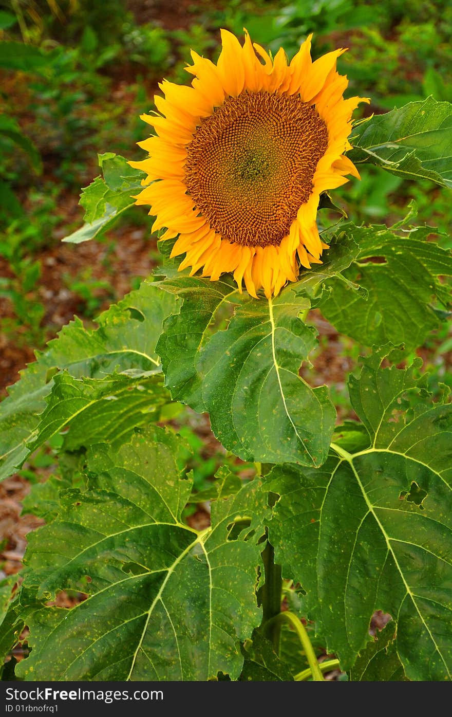 Sunflower