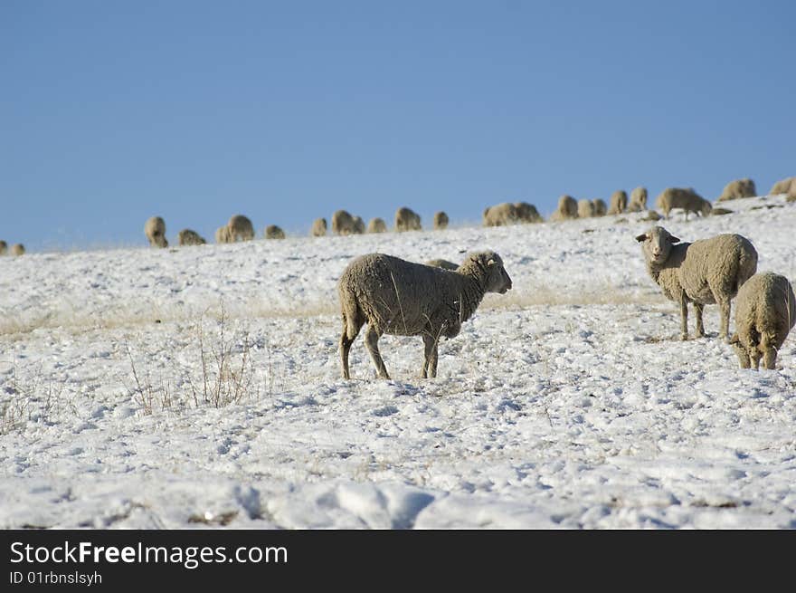 Rams in the winter