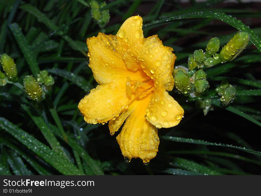 Yellow flower after rain