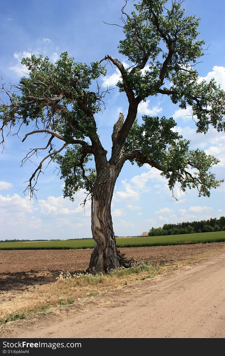 A tree that was in a perfect shape for a landscape. A tree that was in a perfect shape for a landscape.